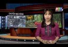 Chăm sóc cây sầu riêng giai đoạn nuôi trái và phòng trừ bệnh thối thân xì mủ