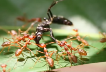 Mô hình bạc tỷ từ "kẻ phá hoại mùa màng"