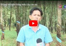 Phòng trừ nấm hồng trên cây cao su