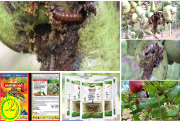 PHONG-TRU-HIEU-QUA-SAU-DUC-TRAI-GAY-HAI-TREN-CAY-DIEU-NIEN-VU-2021-2022