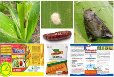 BIỆN PHÁP QUẢN LÝ SÂU KEO MÙA THU GÂY HẠI BẮP NIÊN VỤ 2022