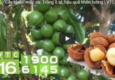 "Cây tỷ đô" mắc ca: Trồng ồ ạt, hậu quả khôn lường