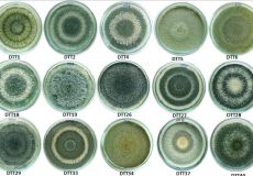 Lợi ích nấm đối kháng Trichoderma