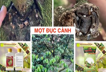 PHÒNG TRỪ HIỆU QUẢ MỌT ĐỤC CÀNH GÂY HẠI SẦU RIÊNG