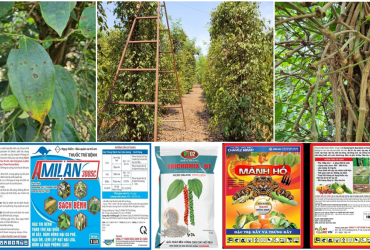 CHĂM SÓC CÂY HỒ TIÊU SAU THU HOẠCH VÀ TẠO MẦM HOA HIỆU QUẢ TRÊN CÂY NIÊN VỤ 2021-2022