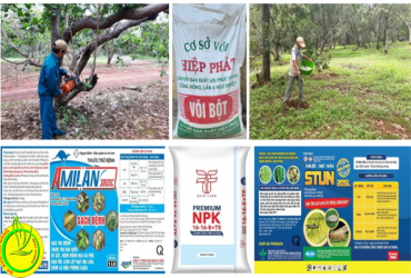 BIỆN PHÁP KỸ THUẬT CHĂM SÓC CÂY ĐIỀU GIAI ĐOẠN MÙA MƯA 2022