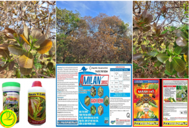 CHĂM SÓC CÂY ĐIỀU GIAI ĐOẠN RA CHỒI NON VÀ HOA NIÊN VỤ NĂM 2022-2023