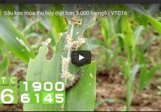 Sâu keo mùa thu hủy diệt hơn 3.000 ha ngô