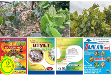 PHÒNG TRỪ BỌ XÍT MUỖI GÂY HẠI TRÊN CÂY ĐIỀU GIAI ĐOẠN RA CHỒI NON VÀ HOA