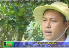 Nâng cao chất lượng bưởi da xanh