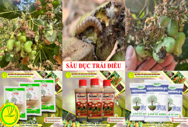 PHÒNG TRỪ HIỆU QUẢ SÂU ĐỤC TRÁI GÂY HẠI TRÊN CÂY ĐIỀU