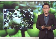 Trồng bưởi da xanh xuất khẩu, thu lãi khủng