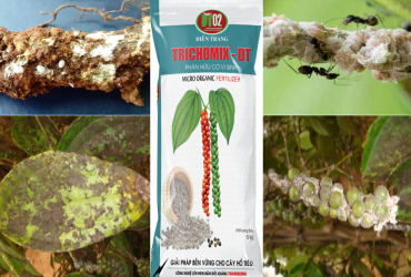 PHÒNG TRỪ RỆP SÁP HIỆU QUẢ GÂY HẠI TRÊN CÂY HỒ TIÊU