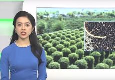 Giá trị xuất khẩu hồ tiêu giảm mạnh do đâu?