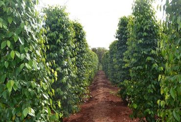 Phòng trừ bệnh chết nhanh ( Thối rễ ) cây hồ tiêu