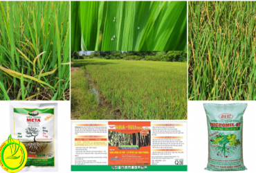 NGUYÊN NHÂN VÀ GIẢI PHÁP KHÁC PHỤC HIỆN TƯỢNG LÚA BỊ VÀNG LÁ TRÊN DIỆN RỘNG Ở TỈNH BÌNH PHƯỚC TRONG VỤ HÈ THU 2022