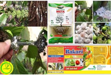 QUẢN LÝ RỆP SÁP GÂY HẠI TRÊN CÂY CÀ PHÊ