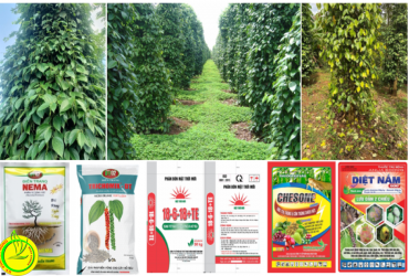 BIỆN PHÁP KỸ THUẬT CHĂM SÓC CÂY HỒ TIÊU CUỐI MÙA MƯA NIÊN VỤ NĂM 2022