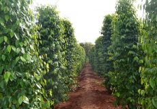 Chuyển đổi cơ cấu cây trồng tại Huyện Bù Đốp và một số vấn đề cần quan tâm