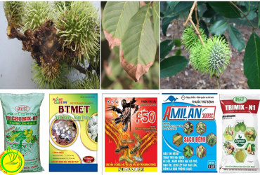 BIỆN PHÁP PHÒNG TRỪ CÁC ĐỐI TƯỢNG GÂY HẠI TRÊN CÂY CHÔM CHÔM THỜI KỲ KINH DOANH