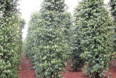 Biện pháp chăm sóc và phòng trừ sâu bệnh tổng hợp cho cây hồ tiêu