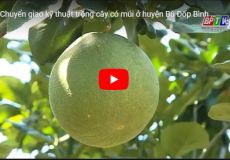 Chuyển giao kỹ thuật trồng cây có múi ở huyện Bù Đốp Bình Phước