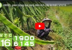 ĐBSCL giảm trồng lúa, tăng diện tích cây ăn trái